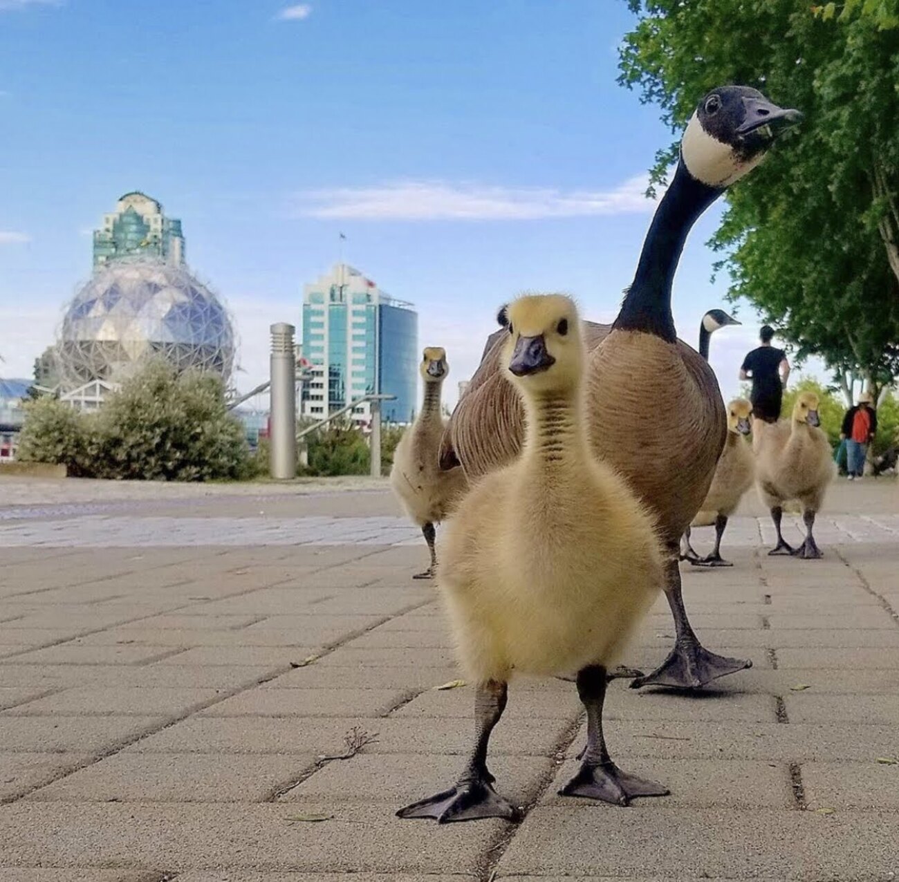 街なかのカナダグース
